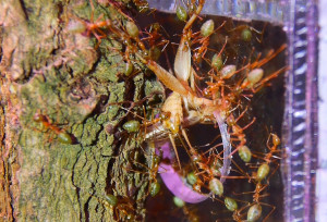 Oecophylla smaragdina transportiren Heimchen.jpg (1.85 MiB) 9155 mal betrachtet Oecophylla smaragdina transportieren ein Heimchen