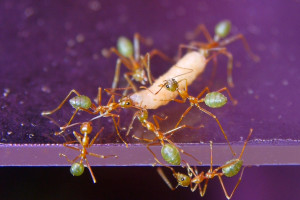 Oecophylla smaragdina untersuchen Fliegenlarve.jpg (1.36 MiB) 9155 mal betrachtet Oecophylla smaragdina untersuchen eine Fliegenlarve
