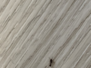IMG_6559.jpeg
