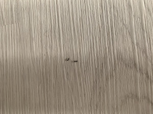IMG_6463.jpeg