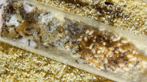 Lasius niger im Reagenzglas.jpg