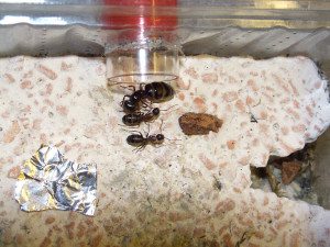 Camponotus herculeanus.jpg