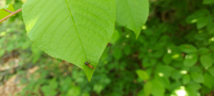 20250420_131239.jpg