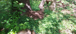 20250420_131346.jpg