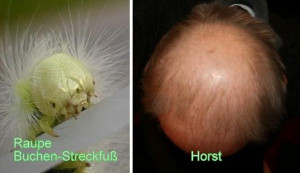 Horst.jpg