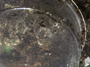 IMG_2221.jpeg