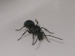 IMG_20250416_195859.jpg