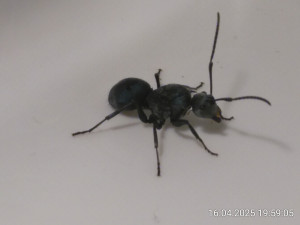 IMG_20250416_195905.jpg