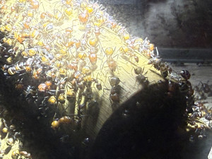 IMG_0157.jpeg