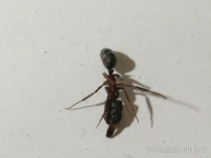 IMG_20250524_141349.jpg