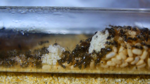 Lasius niger Eierpulk.jpg