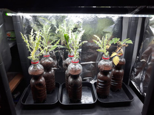 Growbox.jpeg