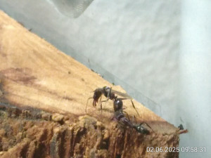 IMG_20250602_095831.jpg