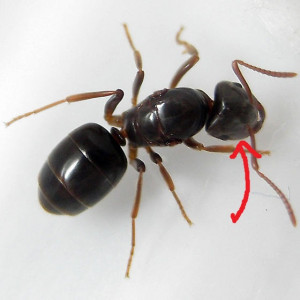 Lasiusumbratus.jpg