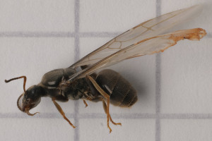 Ameisenkönigin 20250609.jpg
