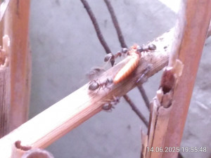IMG_20250614_195548.jpg