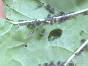 Die Lasius ist links neben dem Loch. Seht ihr die geflügelten Läuse?