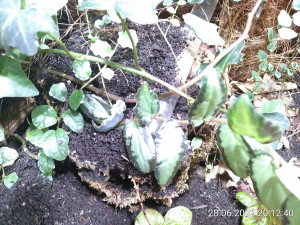IMG_20250628_201240.jpg