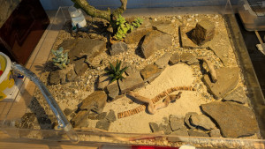 Bild vom Formicarium