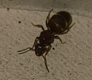 Screenshot 2025-06-30 204434.png