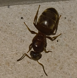 Screenshot 2025-06-30 204536.png