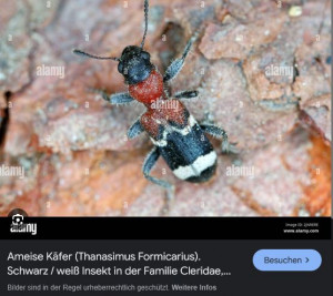 käfer.JPG