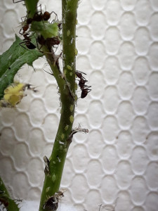 Trophobiose.jpg