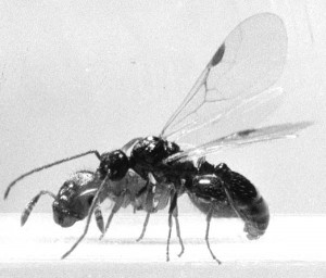Harpagoxenus4Kop web.jpg