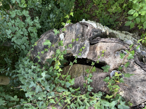 IMG_1100.JPEG