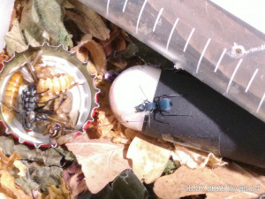 IMG_20250718_205334.jpg (1.89 MiB) 1461 mal betrachtet die kleine Schlachtplatte, was sie davon wohl interessiert?