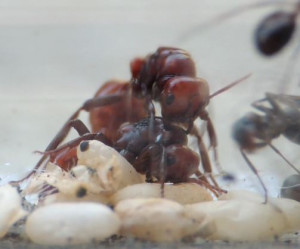 P_rufescenes_vs_P_rufescens.JPG