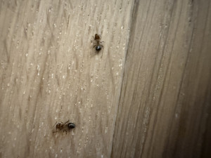 IMG_4321.jpeg