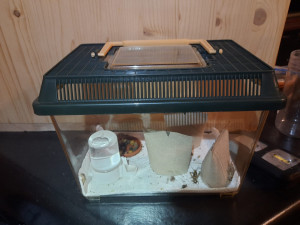 Mini Plastik Terrarium für Futtertiere (mit Futtertieren stand 01.08.2025)
