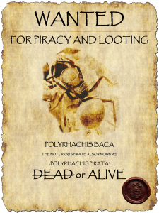 baca wanted.png