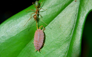 Oecophylla smaragdina hat Schabe gefangen.jpg