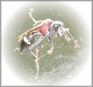 Oryttus_concinnus_20250828_02.jpg
