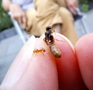 Lasius_niger-1.jpg