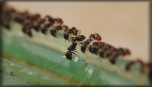 Tetramorium_20200912_01.jpg