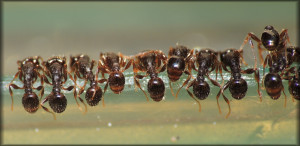 Tetramorium_20200912_02.jpg