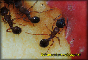 Tetramorium_rotesapfeli.jpg