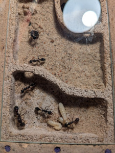 PXL_20250901_155840796.jpg (3.29 MiB) 1275 mal betrachtet Nochmal von oben. Die Linke Larve ist die, die sich gerade Verpuppt. Man sieht auch ein bisschen die Haufen mit verklebtem Substrat.