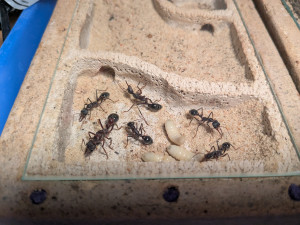 PXL_20250901_160016916.jpg (3.17 MiB) 1275 mal betrachtet Noch ein Bild der pyriformis aktuell