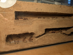 PXL_20250901_160136063.jpg (3.56 MiB) 1275 mal betrachtet Gulosa Nest - heute brauchen sie mehr Platz als die pyriformis. Sie scheinen meine Haltungsbedingungen zu mögen oder halten sie zumindest besser aus.