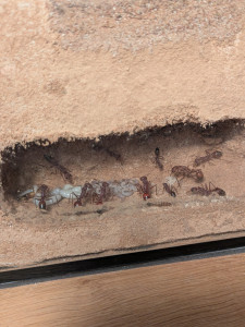 PXL_20250901_160148898.jpg (2.86 MiB) 1275 mal betrachtet Gulosa Larven aktuell