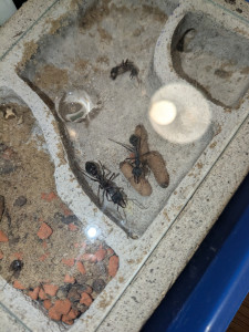 PXL_20241001_173553638.jpg (3.26 MiB) 1275 mal betrachtet Letzten Oktober hatte die Kolonie das letzte mal erfolgreich Puppen gezogen. Das Nest schien damals deutlich feuchter gewesen zu sein.