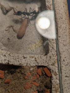 PXL_20241017_164920909.jpg (2.58 MiB) 1275 mal betrachtet Pyriforis Eier im Oktober letzten Jahres- Da hatte ich noch Hoffnung, dass ich bald ein 50 Arbeiterinnen Volk habe.