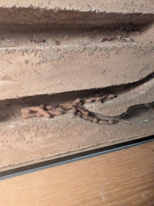 PXL_20250901_160156509.jpg (2.52 MiB) 1275 mal betrachtet Gulosa Puppen aktuell