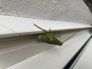 IMG_1407.jpeg