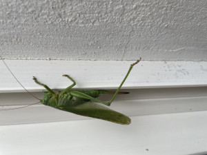IMG_1403.jpeg