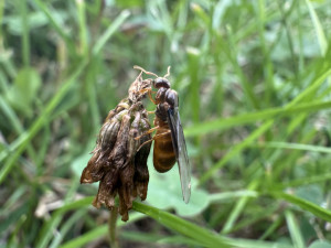 IMG_0536.jpeg
